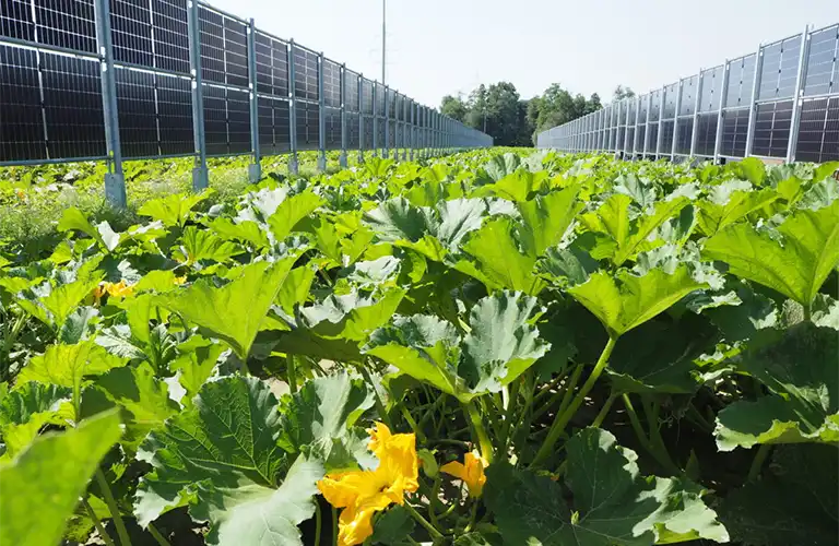 Kuerbisfeld mit aufgestaenderter bifacialer Agri-PV