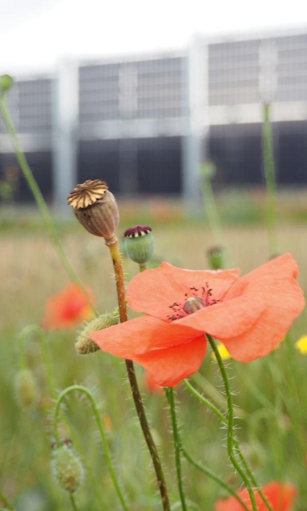 Blumen auf dem Hintergrund von Agri-pv