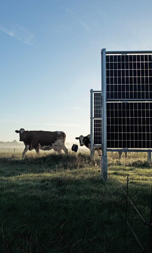 Agri-PV-Anlage auf einer Kuhwiese