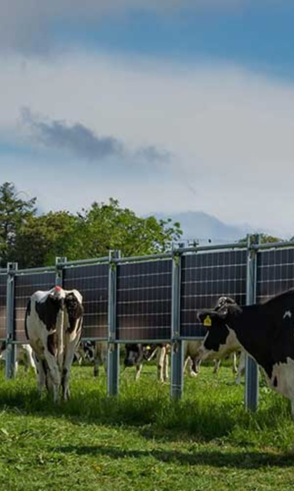 Next2Sun vertikale photovoltaik